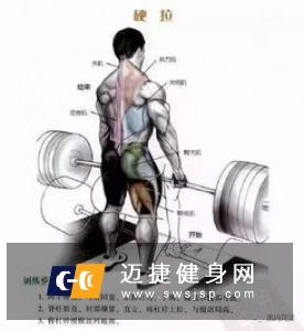 无器械锻炼背部肌肉的方法