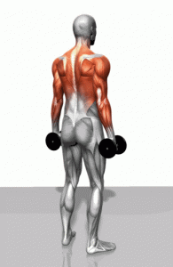 背部肌肉锻炼八大动作都是什么